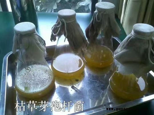 微生态制剂枯草芽孢杆菌的制作方法图1