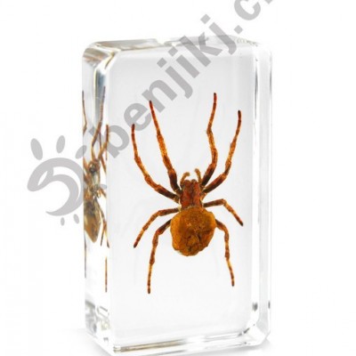 本吉人工琥珀创意礼品树脂工艺摆件 sz040-鬼蜘蛛标本
