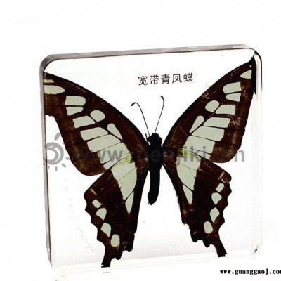 创意礼品 人造琥珀天然蝴蝶精美标本 hd0035 宽带青凤蝶