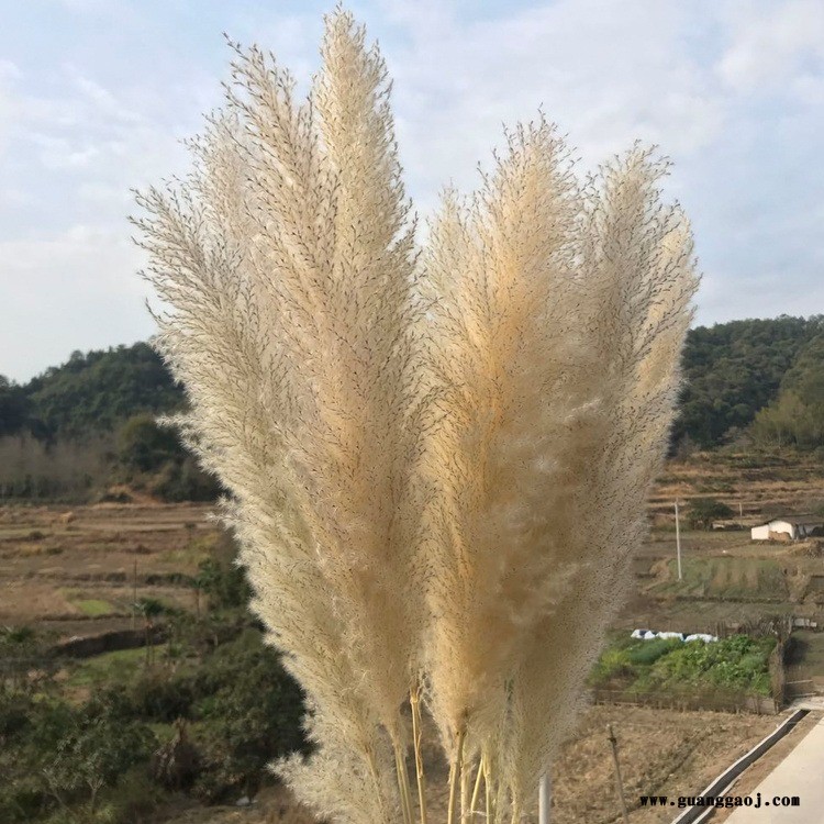 天然干花芦苇花原生态超大蓬松蒲苇落地装饰摆件婚庆舞台场景插花小芦苇图1